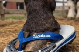 Onda de memes invade as redes após polêmica das Havaianas