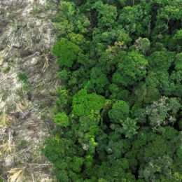 Avanço da extrema direita acende alerta em ONGs que defendem direitos e ambiente