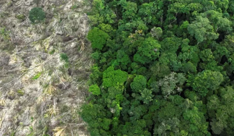 No Amazonas, 62% da exploração madeireira é feita ilegalmente