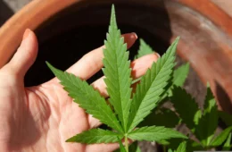 Consumo de Cannabis entre meninas triplica em 10 anos e chega a 7,9%, diz Unifesp