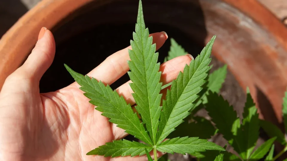 Consumo de Cannabis entre meninas triplica em 10 anos e chega a 7,9%, diz Unifesp