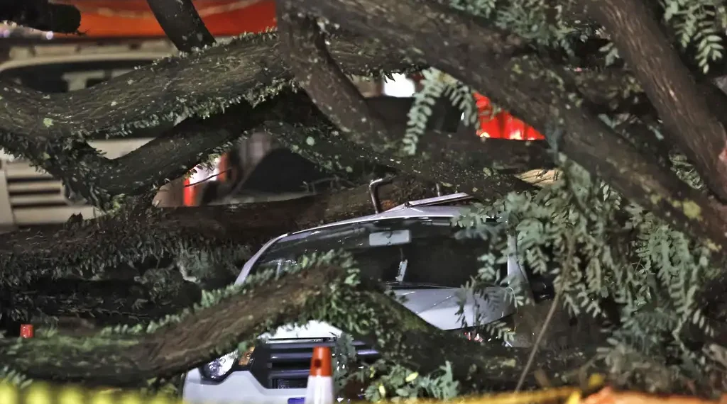 Uma pessoa morreu e duas ficaram feridas após uma árvore atingir um táxi na região central de São Paulo, no dia 12 de março de 2025 | Crédito: Paulo Pinto/Agência Brasil