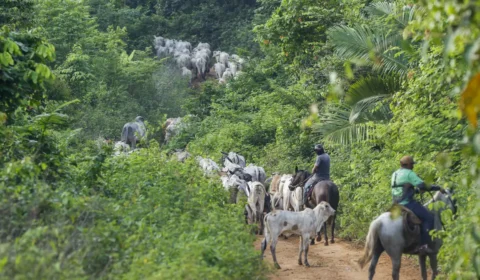 Colaborador do Ibama é assassinado em emboscada em terra indígena no Pará
