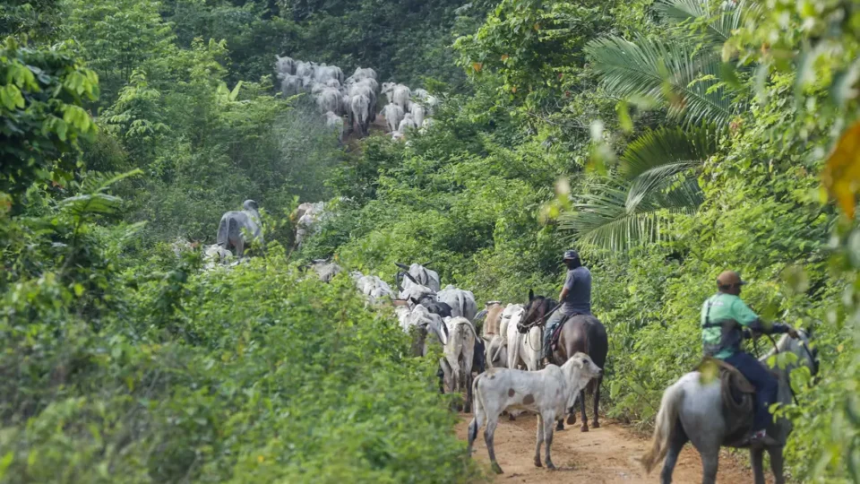 Colaborador do Ibama é assassinado em emboscada em terra indígena no Pará