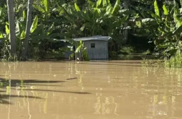 Enchente destrói mais de 10 mil pés de banana em aldeia indígena no Acre