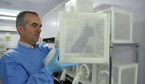 Brasileiro criador do ‘Aedes’ que bloqueia dengue é eleito pela Nature