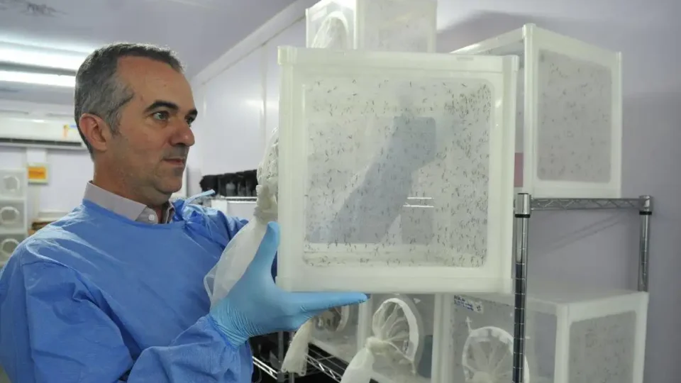 Brasileiro criador do ‘Aedes’ que bloqueia dengue é eleito pela Nature