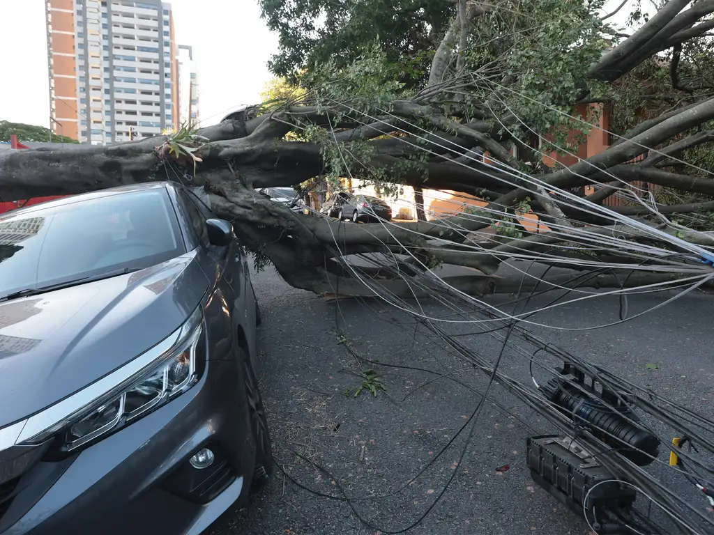 São Paulo (SP), 10/12/2025 - Queda de árvores sobre carros na rua Paula Ney, na Vila Mariana. Foto: Paulo Pinto/Agência Brasil