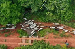 Após assassinato em emboscada no Pará, Funai pede apoio da Polícia Federal
