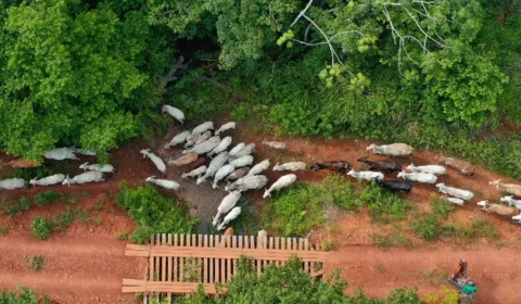 Após assassinato em emboscada no Pará, Funai pede apoio da Polícia Federal