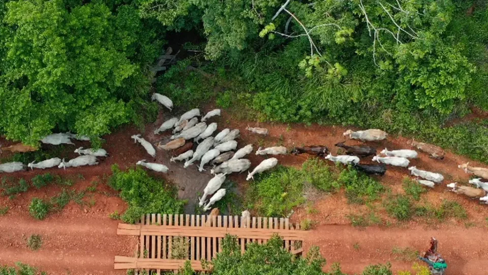 Após assassinato em emboscada no Pará, Funai pede apoio da Polícia Federal