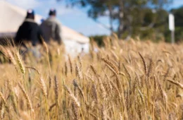 Eles não somem: ‘químicos eternos’ intoxicam alimentos na Europa e EUA