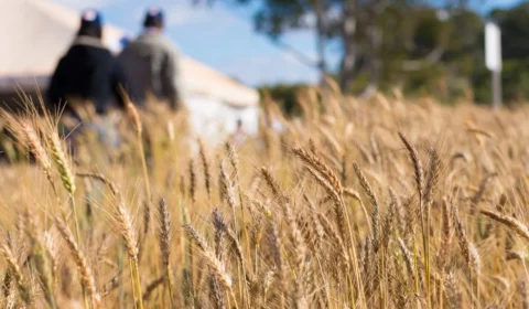 Eles não somem: ‘químicos eternos’ intoxicam alimentos na Europa e EUA