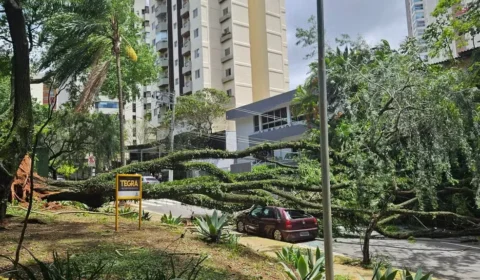 Ventania deixa mais de 1 milhão de imóveis sem luz e provoca queda de árvores em SP