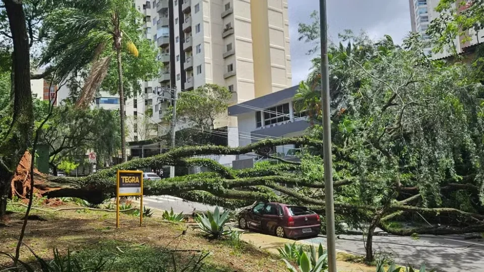 Ventania deixa mais de 1 milhão de imóveis sem luz e provoca queda de árvores em SP