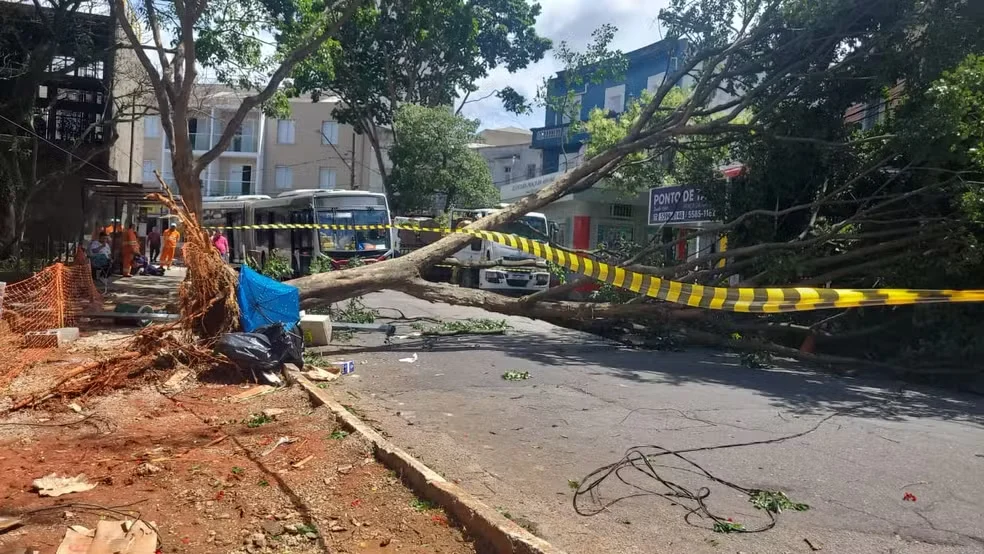Ventania deixa mais de 1,1 milhão de imóveis sem luz e provoca queda de árvores em SP