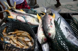 Após consumo de peixe, casos raros da doença de Haff são confirmados no AM