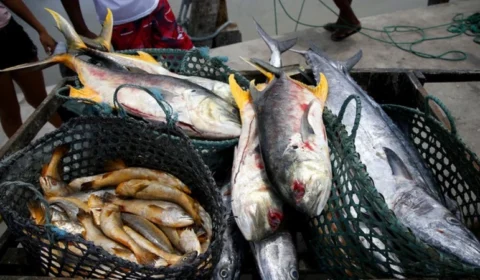 Após consumo de peixe, casos raros da doença de Haff são confirmados no AM