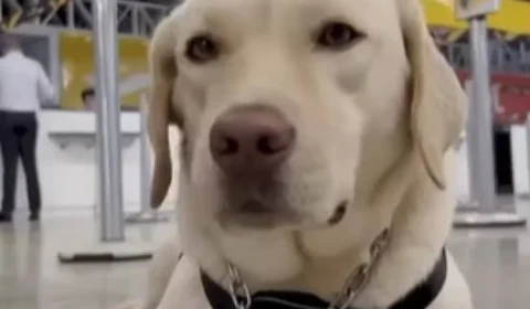 Justiça condena TAP por impedir embarque de cão de assistência a criança autista