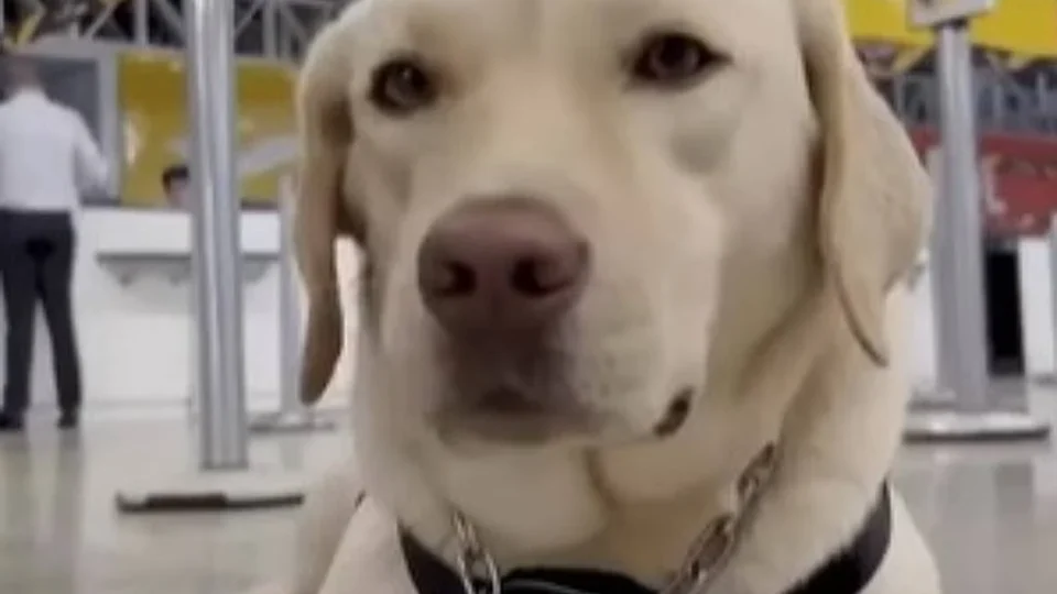 Justiça condena TAP por impedir embarque de cão de assistência a criança autista
