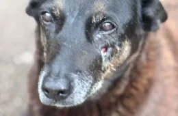 Adolescentes suspeitos de atacar cão Orelha estão na Disney; polícia quer evitar protesto