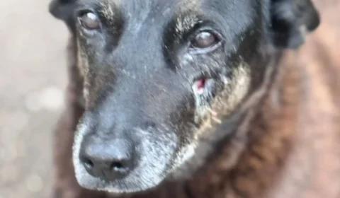 Polícia investiga participação de adolescentes em ataque a cão em Florianópolis