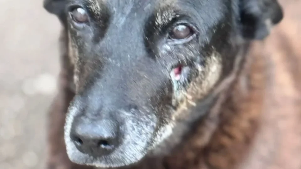 Polícia investiga participação de adolescentes em ataque a cão em Florianópolis