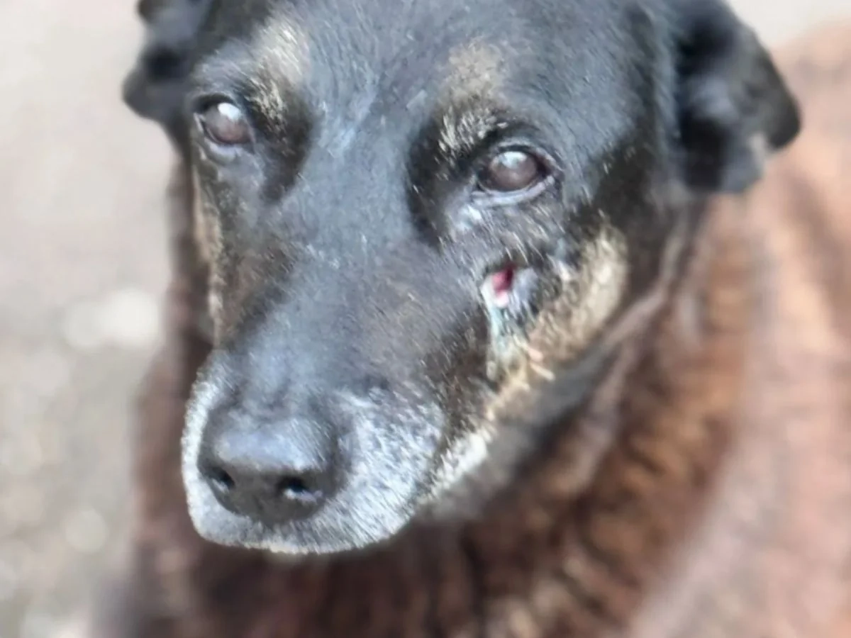 Cão Orelha vítima de maus-tratos em Praia Brava, SC. Polícia indicia familiares de adolescentes por coação de testemunhas no caso do cão Orelha