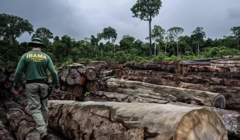 Hyatt e Marriott: estudo liga hotéis de luxo a extração ilegal de madeira na Amazônia