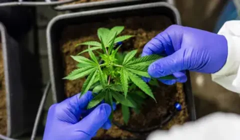 Anvisa expande uso da Cannabis medicinal e deve aprovar cultivo no Brasil