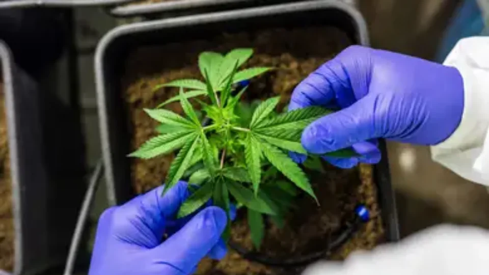 Anvisa expande uso da Cannabis medicinal e deve aprovar cultivo no Brasil