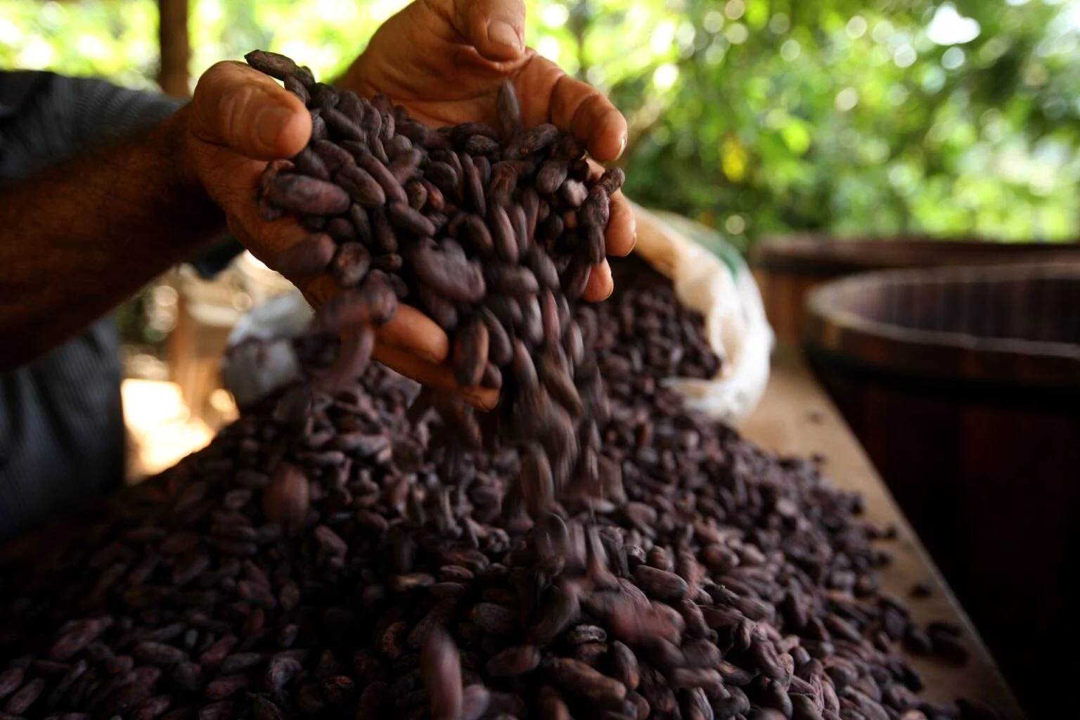 Gigante suíça do chocolate lucrou com trabalho infantil no Brasil, diz Justiça