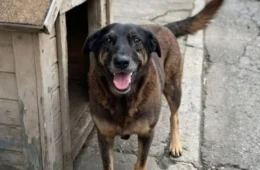 Adolescentes suspeitos de agredir cão Orelha voltam da Disney e têm celulares apreendidos