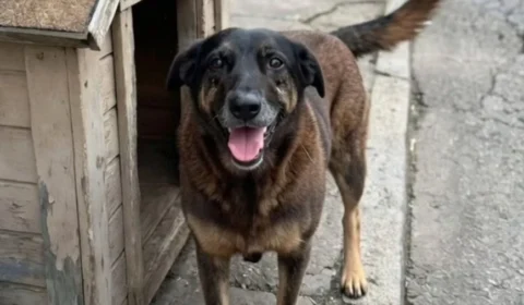 Vídeo do cão Orelha sem ferimentos vira arma da defesa de adolescente
