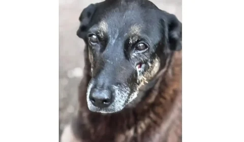 Entenda as falhas apontadas pelo MP-SC em investigação sobre morte do cão Orelha