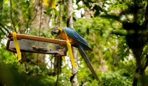 Rio de Janeiro recebe soltura de araras-canindés, consideradas extintas na cidade