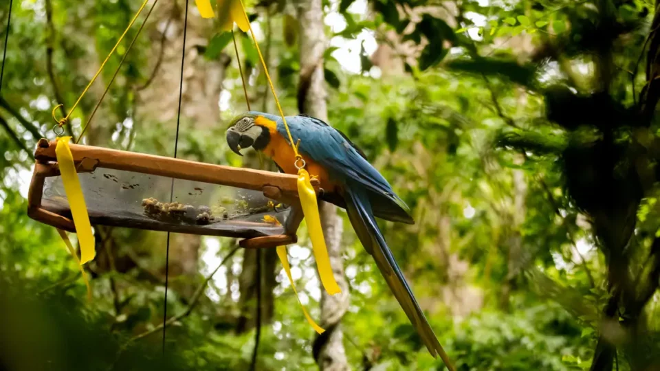 Rio de Janeiro recebe soltura de araras-canindés, consideradas extintas na cidade
