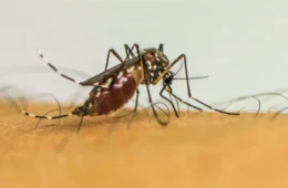 Calor e umidade favorecem mosquitos no verão; veja dicas para afastá-los de casa