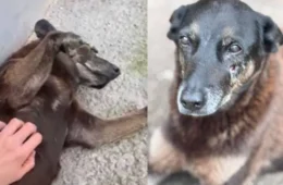 Polícia quer apreender passaporte de envolvido na morte do cão Orelha
