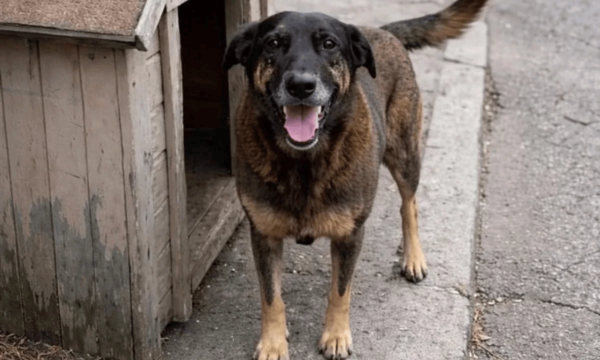 Cachorro foi morto em janeiro, Polícia Civil de Santa Catarina pediu a internação provisória de adolescente suspeito da agressão. Imagem: Reprodução 