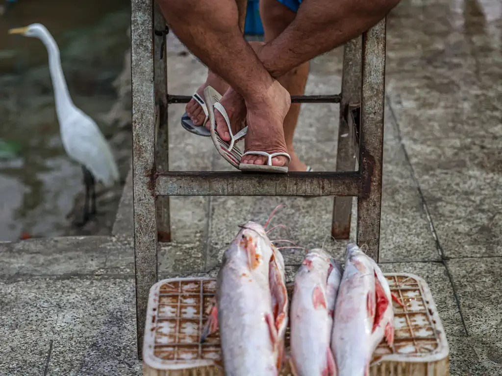 Conheça alimentos que são bons para as veias e artérias