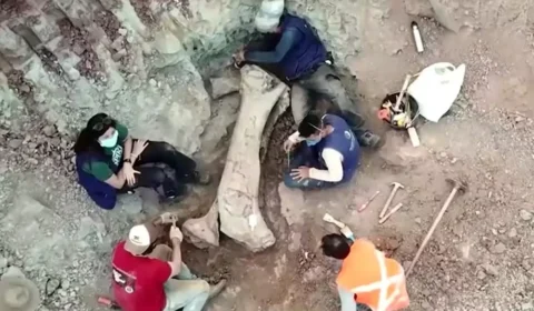 Descoberta de fóssil gigante de dinossauro revela conexão com a Europa no Maranhão