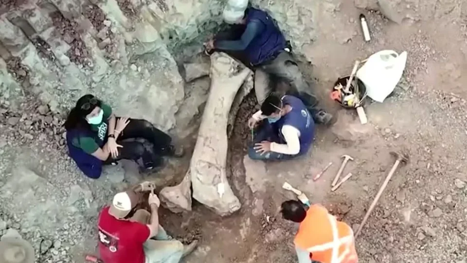 Descoberta de fóssil gigante de dinossauro revela conexão com a Europa no Maranhão