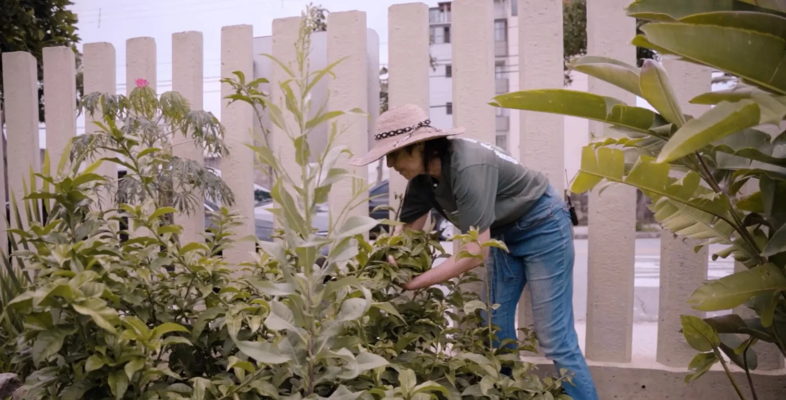 A professora Ana Frari colhendo ora-pro-nobis, com cuidado para não se ferir com os espinhos da planta (Foto: Iolanda Depizzol/Brasil de Fato)