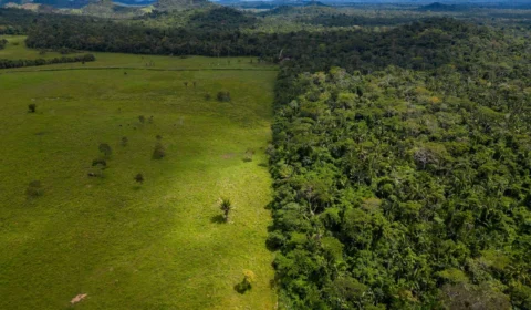 Legislação ambiental e disputa ideológica: quem ganha quando o debate vira guerra política?
