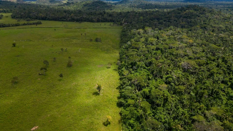 Legislação ambiental e disputa ideológica: quem ganha quando o debate vira guerra política?
