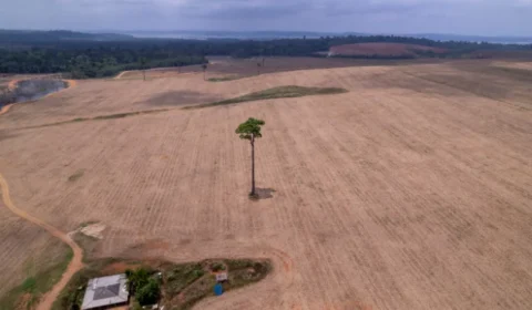 Julgamento no STF pode abrir caminho para avanço da soja e do desmatamento na Amazônia