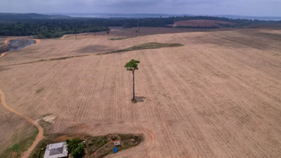 Julgamento no STF pode abrir caminho para avanço da soja e do desmatamento na Amazônia