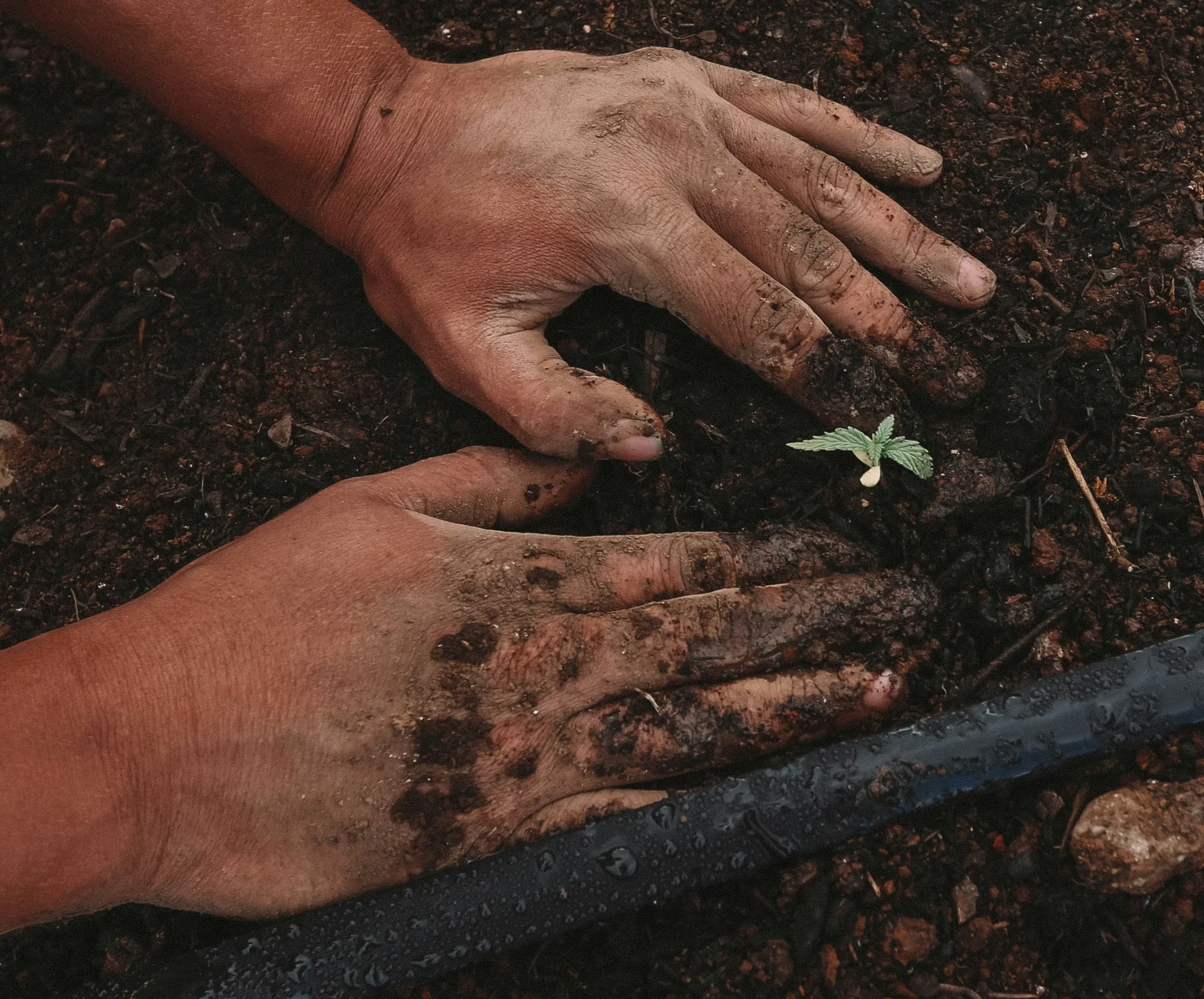 greenforce-staffing-verde-planta-semente-unsplash