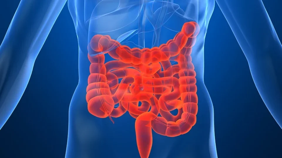 Veja cinco frutas que ajudam na saúde do intestino, segundo especialistas